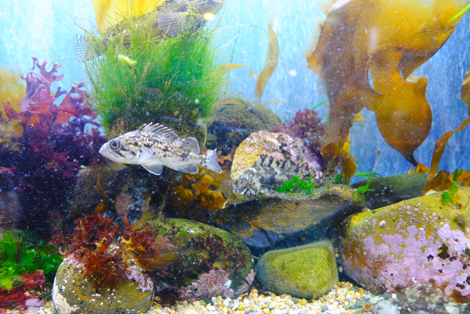 昆布日本一の町・函館ならでは！海藻と魚の水槽展示～函館朝市ミニ水族館