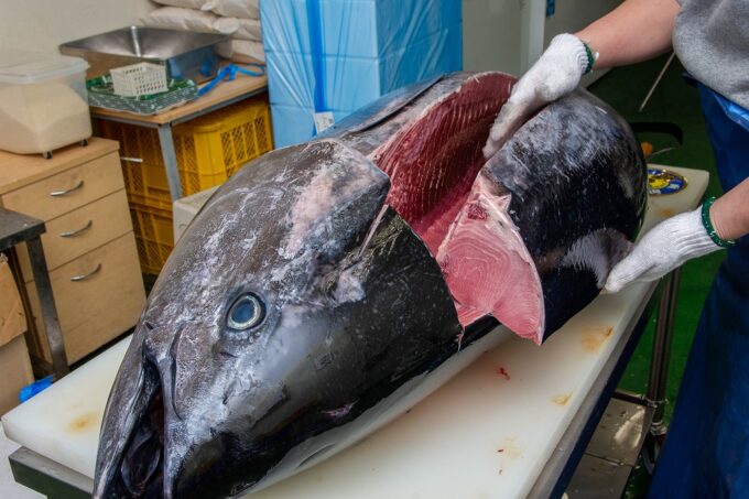 クロマグロ専門工房 鮪斗