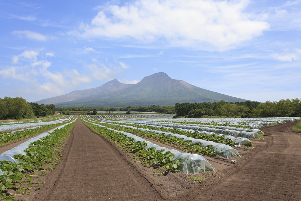 活火山・駒ヶ岳を間近に望む、みよい農園の畑。見渡せるかぎり、一面にかぼちゃの畑が広がります。