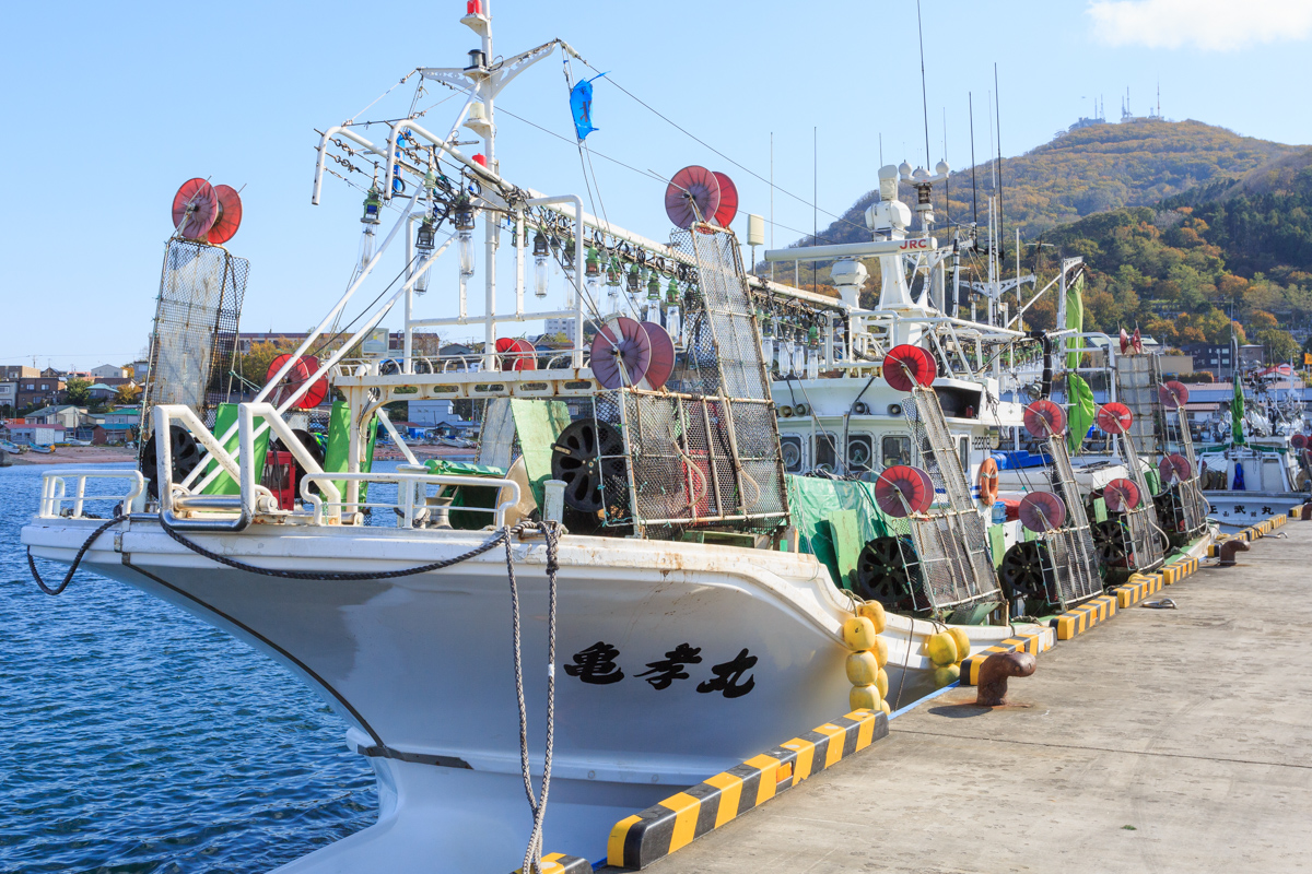 前浜での漁に出る小型のイカ釣り船では、乗り組むのはわずか1〜2人。コンピューター制御の全自動イカ釣り機が備わり、たくさんの疑似餌のついた糸を上げ下げするとイカが釣れてきます。