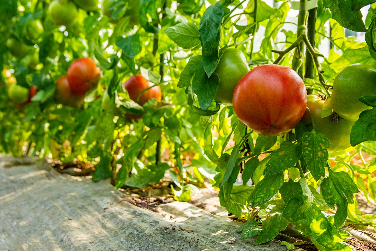 日光を浴びてすくすく育つ神トマト。おいしいトマトの条件とされる「スターマーク（お尻の部分に出る放射状の線）」がくっきり浮かび上がっています。