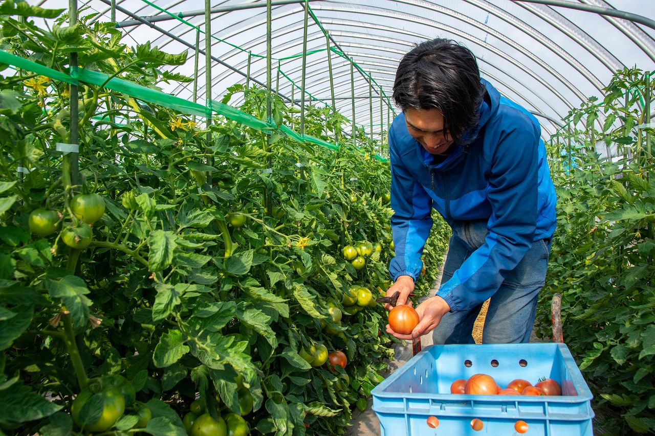 おいしいトマトを収穫するため常に茎の1本1本の状態に気を配り、水や肥料の量を個別に調整します。