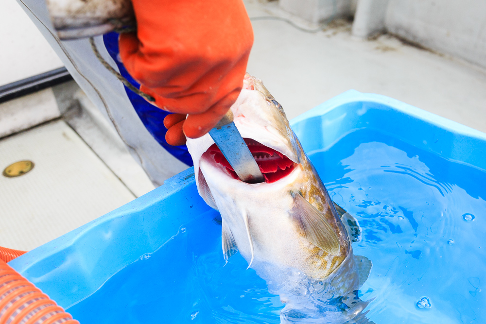 釣り上げると、鰓蓋にナイフを入れて活〆にし、放血したあと、水氷に浸して品質を保持します。