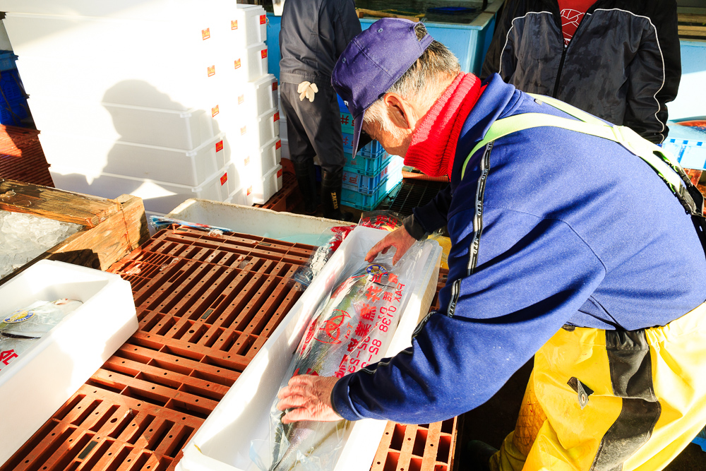 「函館戸井一本釣 活〆鰤」は、漁業者の手で一尾ずつ丁寧に発泡スチロール箱に詰めて氷詰め処理され、出荷されます。