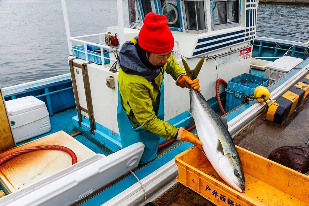 函館市戸井地区では、釣り上げたブリの全てを船上で活〆にして放血させ、港に運びます。