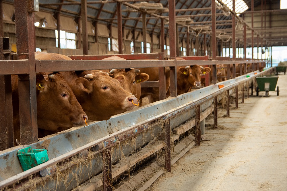 年間で220頭前後出荷されるはこだて和牛は、4軒の肥育農家が統一したルールを厳格に守ることで品質を維持しています。