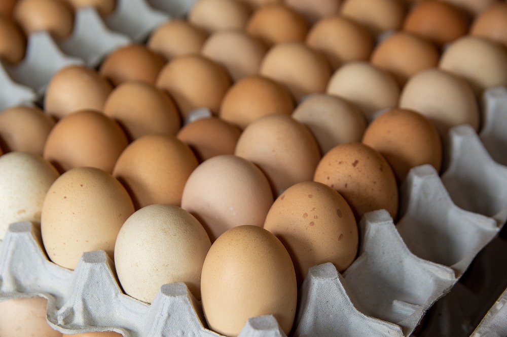 道南産・国産の餌だけを与えて育てた鶏から産まれる「おのたま」。濃厚で臭みがなく、白身にも味わいがある卵です。