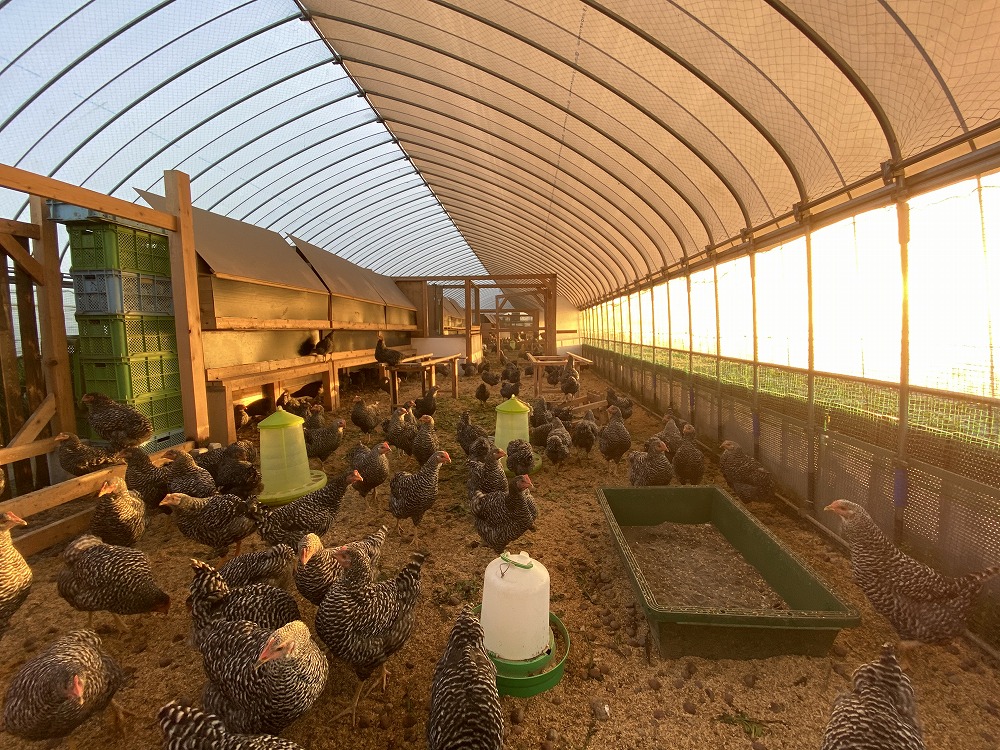 産卵箱がある鶏舎には、香りが良く抗菌効果のある青森ヒバを用いています。