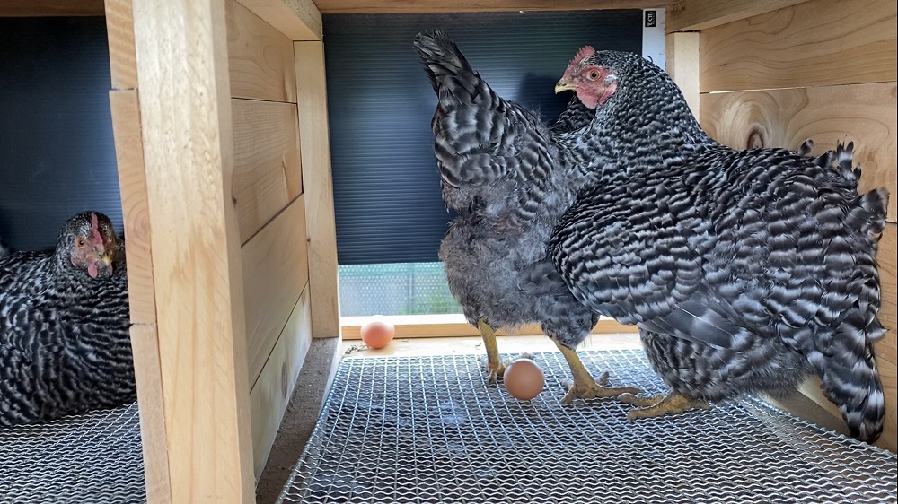 鶏舎での過ごし方は鶏たちの意思に任せています。「何も強制しなくても、時間になると自分で産卵箱に入り、卵を産んでくれます」