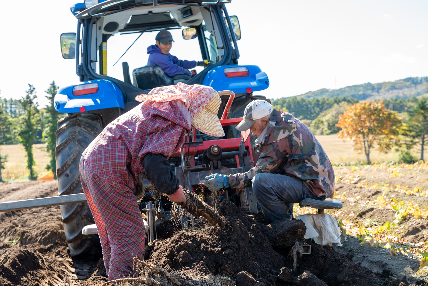 長いもは地中に深く根を下ろしているため、収穫の際は大型のトラクターで土ごと掘り返し、姿を現した長いもを手で集めます。