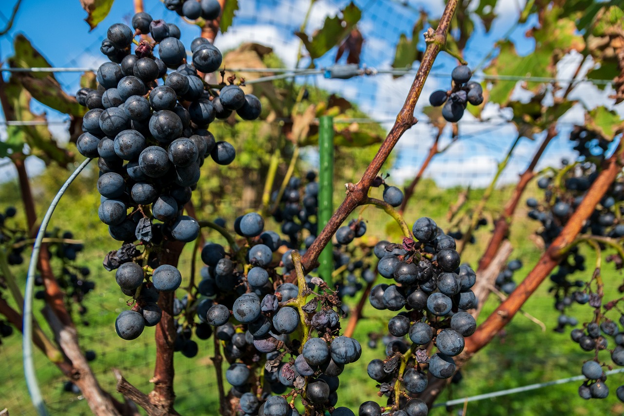 自社の畑で育ったワイン用ブドウ「カベルネ・ソーヴィニヨン」。このほか4品種のブドウを栽培しており、自社栽培したブドウだけで作ったワインを毎年数量限定で販売しています。