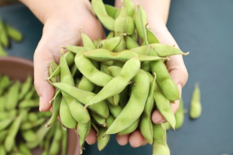 枝豆「たまふくら」