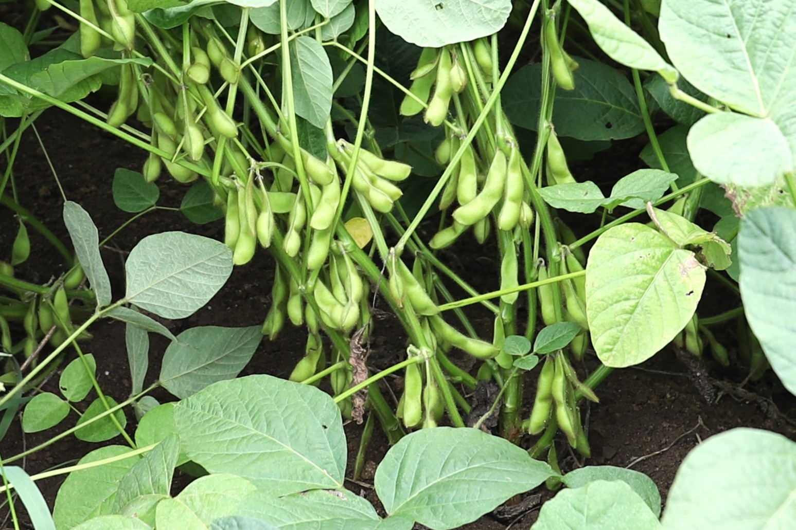 大きく実った「たまふくら」のさや。