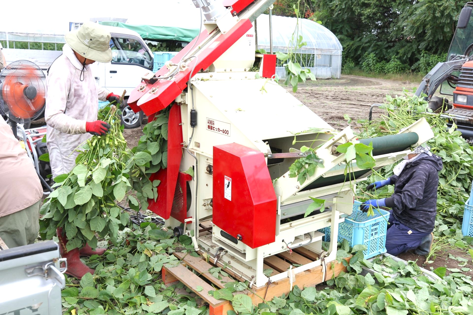 機械と手作業で、枝からさやを丁寧に外していく工程。