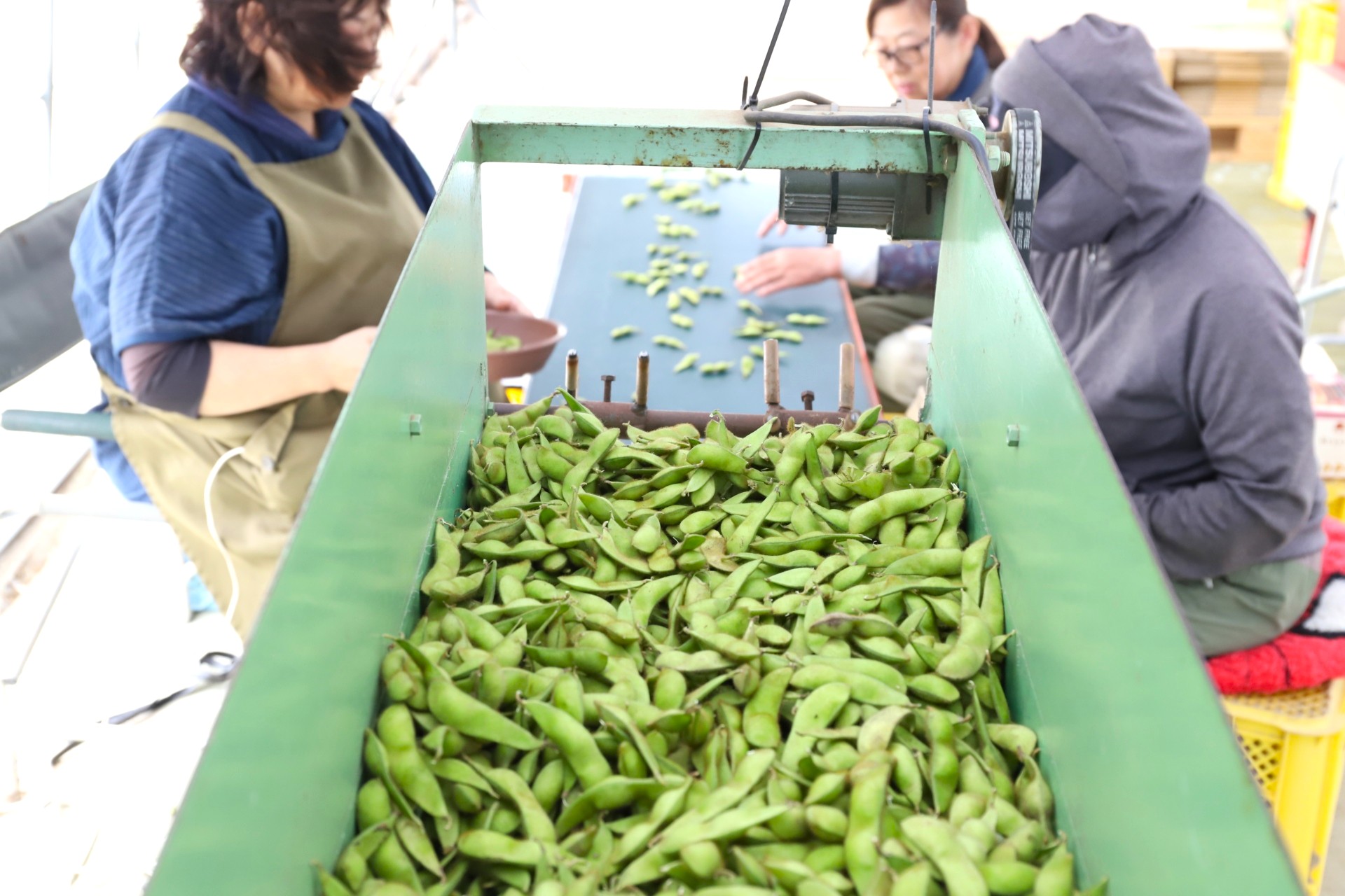 さや一つ一つの大きさや状態を確認しながら、手作業で選別。