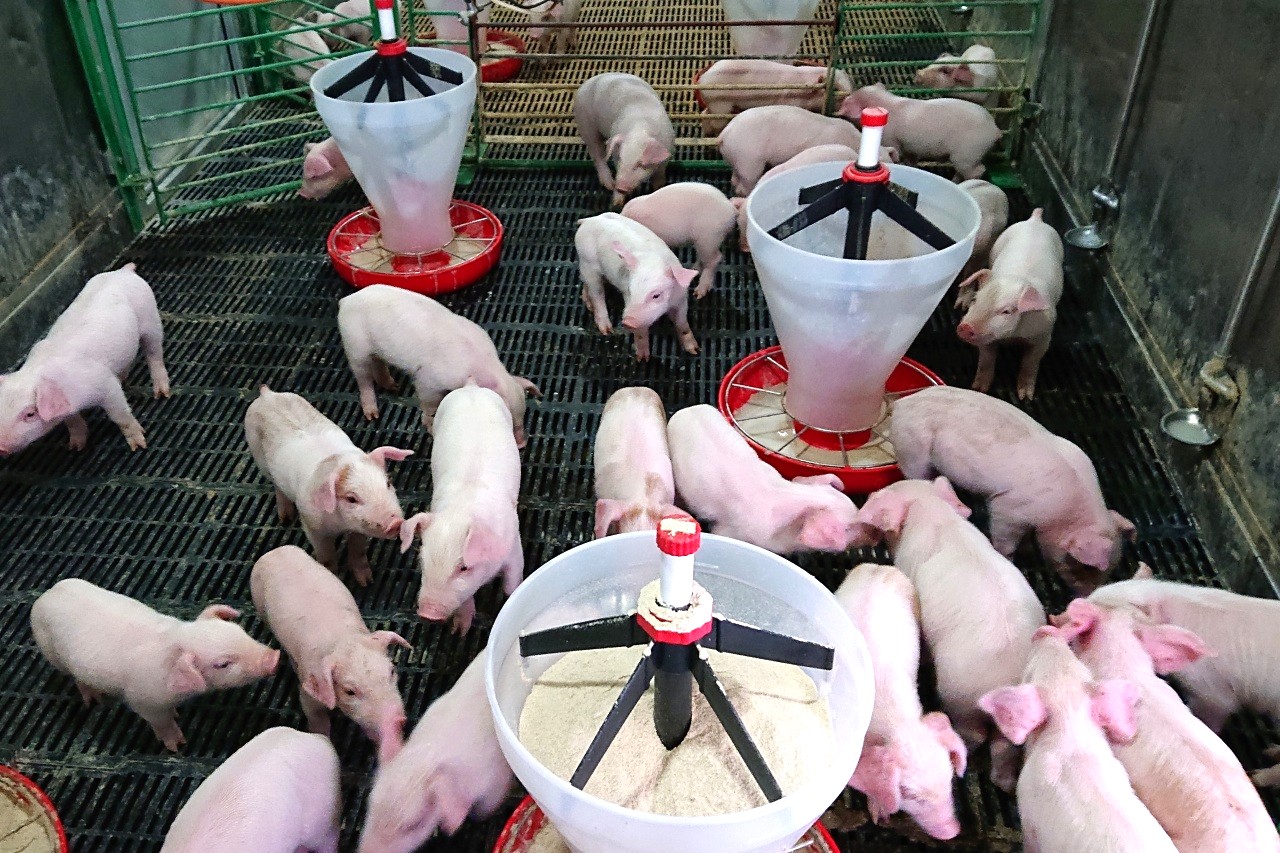 衛生管理された農場で、体重約120kgになるまで大切に育てられます。